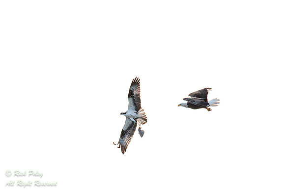 Bald Eagle Forcing Osprey to Release Fish, Circle B Bar Reserve,