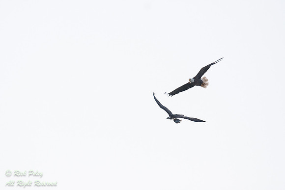 Bald Eagle Forcing Osprey to Release Fish, Circle B Bar Reserve,