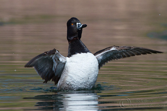 Ring-necked Duck (Aythya collaris)