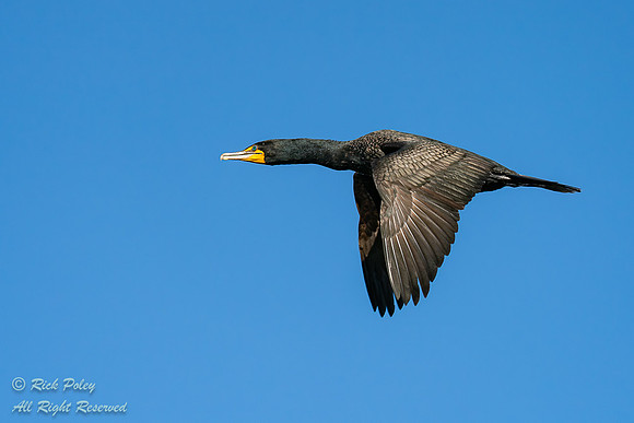 Double-crested Cormorant (Phalacrocorax auritus) in Flight, NM