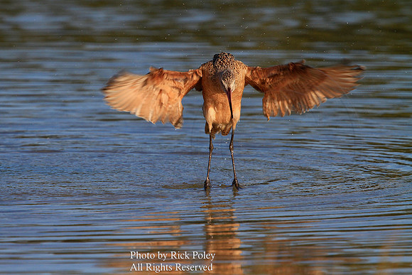 Marbled Godwit (Limosa fedoa) Drying Wings