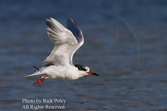 Flying Forster's Tern (Sterna forsteri)
