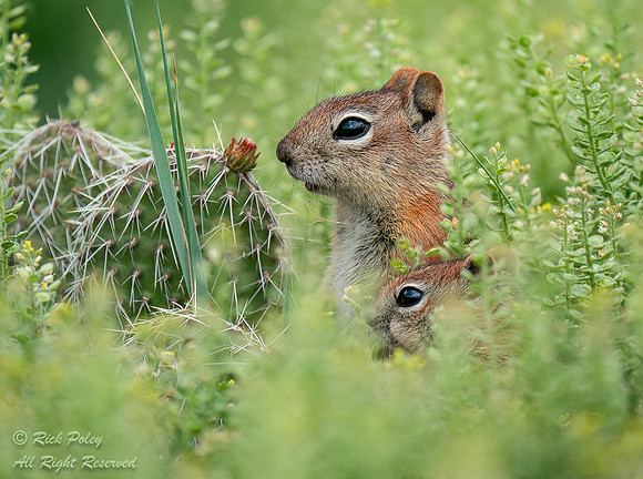 Golden-mantled Ground Squirrels (Callospermophilus lateralis), R