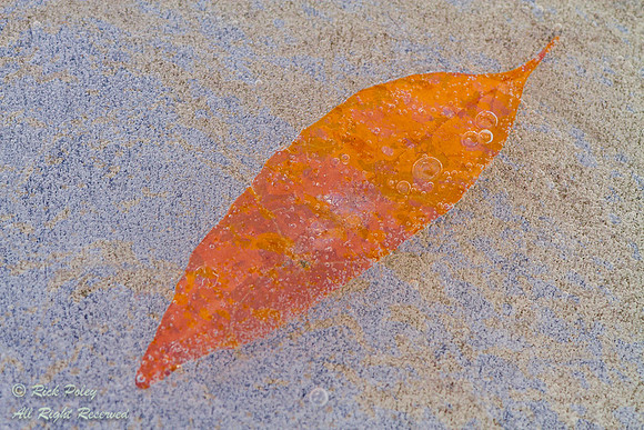 Frozen Leaf, Rio Rancho NM