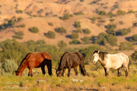 Wild Horses (Equus ferus), NM