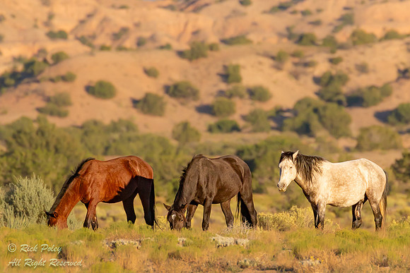 Wild Horses (Equus ferus), NM
