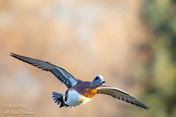American Wigeon (Anas americana) Calling in Flight, NM