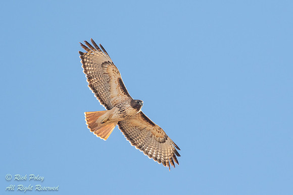 Soaring Western Red-tailed Hawk (Buteo jamaicensis), NM