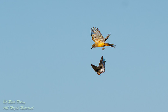 Say's Phoebe (Sayornis saya)  & Bank Swallow (Riparia riparia) i