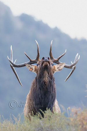 Bull Elk (Cervus canadensis), Moraine Park, Rocky Mountain Natio