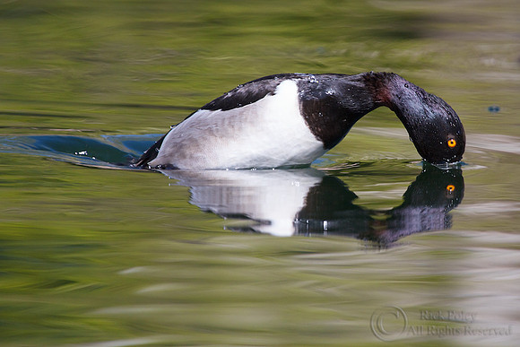 Ring-necked Duck (Aythya collaris)