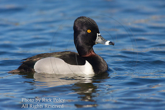 Ring-necked Duck Drake