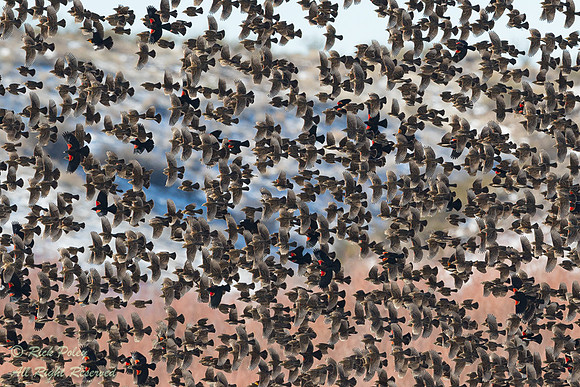 Red-winged Blackbird (Agelaius phoeniceus) Flock in Flight, NM
