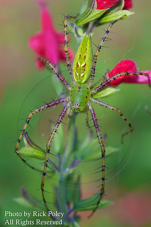 Green Lynx Spider