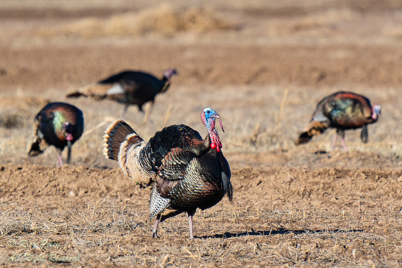Wild Tom Turkey (Meleagris gallopavo) & Hens, NM