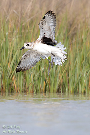 Black-bellied Plover (Pluvialis squatarola) in Flight, FL