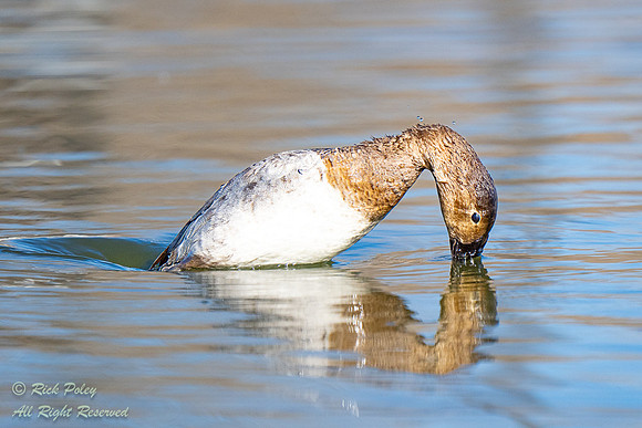 Juvenile Canvasback (Aythya valisineria) Diving, NM