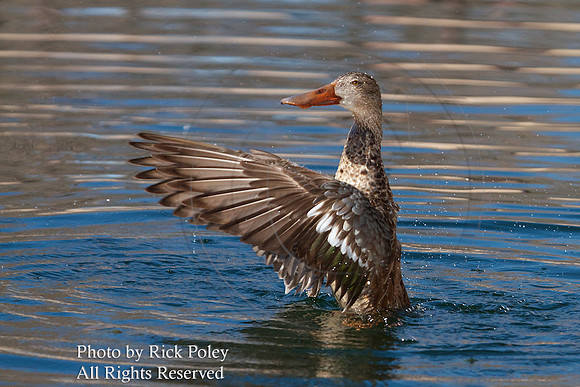 Northern Shoveler Hen Drying Wings, NM