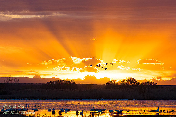 Crepuscular Rays at Dawn, Bosque del Apache NWR, NM