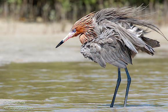 Reddish Egret (Egretta rufescens), Ruffling Feathers, FL