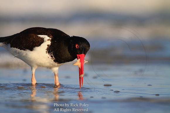 Foraging American Oystercatcher (Haematopus palliatus)
