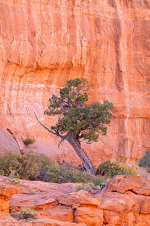 Lone Pine & Desert Rock Wall Varnish, Arches NP, UT