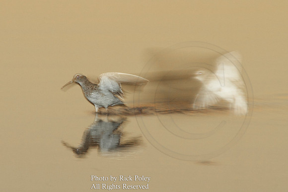 Red Knot (Calidris canutus) & Sanderling (Calidris alba) in Flight