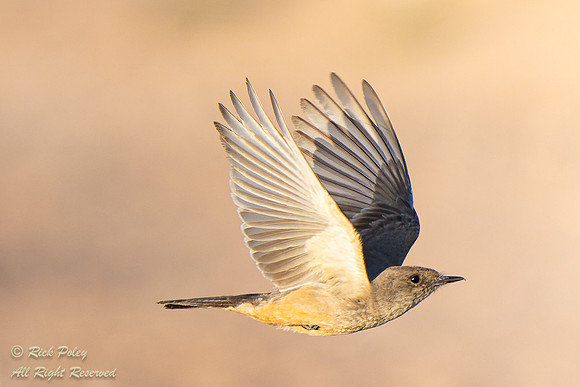Say's Phoebe (Sayornis saya) in Flight, NM
