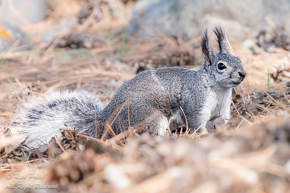 Abert's Squirrel (Sciurus aberti), CO