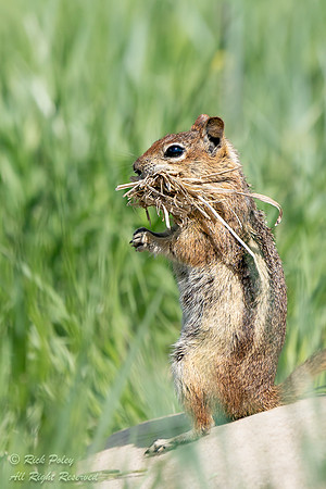 Foraging Golden-mantled Ground Squirrel (Callospermophilus later