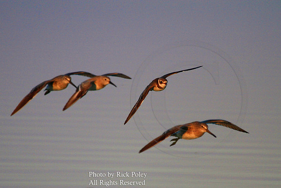 Semipalmated Plover (Charadrius semipalmatus), Sanderling (Calidris alba) & Red Knot (Calidris canutus)
