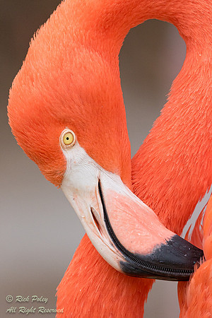 Caribbean Flamingo (Phoenicopterus ruber) Preening, ABQ BioPark