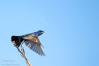Male Blue Grosbeak (Passerina caerulea) Taking Flight, NM