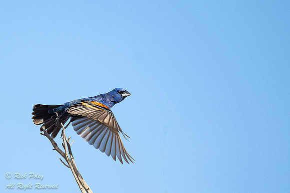 Male Blue Grosbeak (Passerina caerulea) Taking Flight, NM