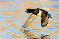 Drake Ring-necked Duck (Aythya collaris) in Flight Over Pond, NM