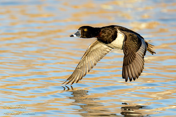 Drake Ring-necked Duck (Aythya collaris) in Flight Over Pond, NM