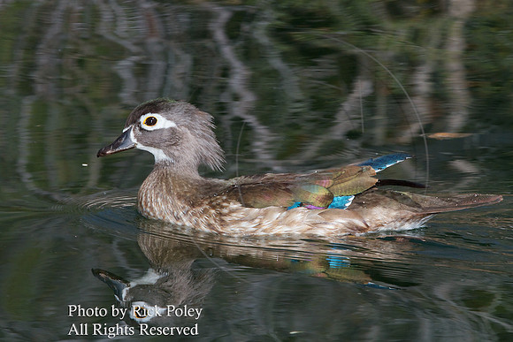 Wood Duck Hen