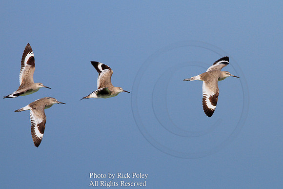 Migrating adult Willets (Catoptrophorus semipalmatus)