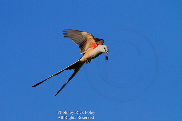 Scissor-tailed Flycatcher (Tyrannus forficatus) Flying