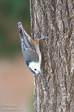 Feeding White-breasted Nuthatch (Sitta carolinensis), NM