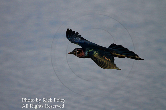 Flying Boat-tailed Grackle