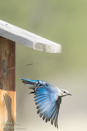 Female Mountain Bluebird (Sialia currucoides) Leaving Nest Box,