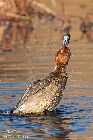 Redhead (Aythya americana) Headthrow, NM