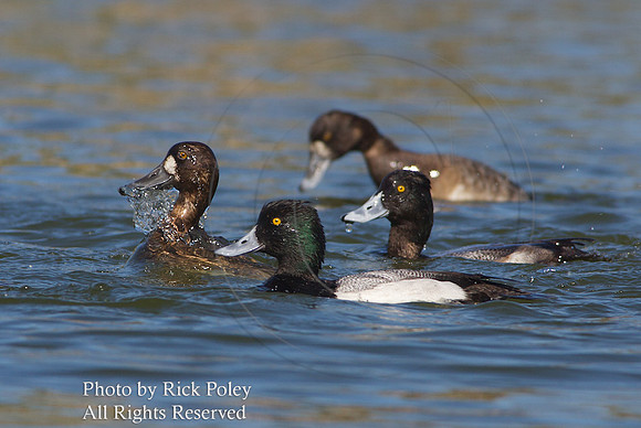 Feeding & Foraging Male & Female Lesser Scaup (Aythya affinis)