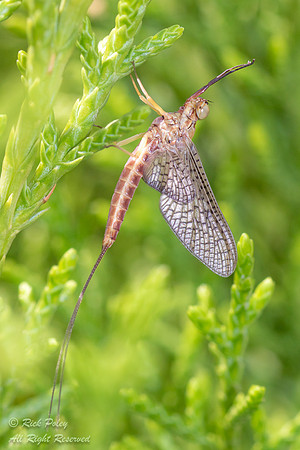 Mayfly (Ephemeroptera), NM
