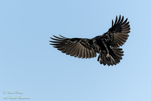 American Crow (Corvus brachyrhynchos) Landing, NM