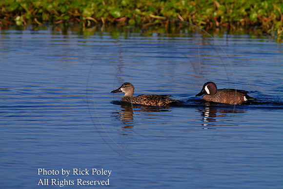 Drake & hen Blue-winged Teal