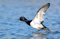 Drake Ring-necked Duck (Aythya collaris) Running on Take-off, NM