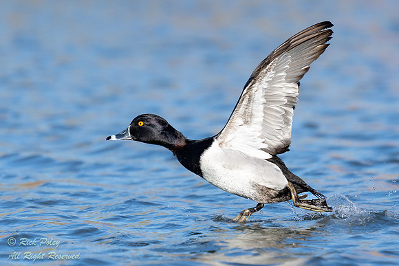 Drake Ring-necked Duck (Aythya collaris) Running on Take-off, NM