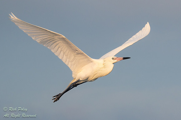 White Morph Reddish Egret (Egretta rufescens) in Flight, FL